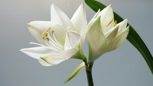 Resized White Sympathy Flowers