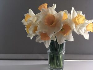 Daffodils In A Vase Resized